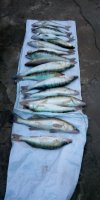 IMG_20200204_175117_1.jpg