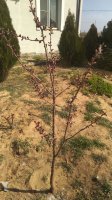 IMG-20200330-WA0017.jpg