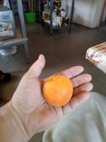 IMG_20200701_124628_compress94.jpg