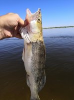 IMG_20200706_100806.jpeg