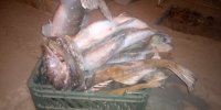 IMG_20201211_055225_387.jpg