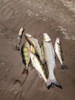 IMG_20210621_122527.jpeg