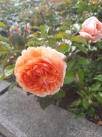 _tweUGJ8Ychkolmhv91kGfaUoaSU2JAp-yav0I_e7i74tddxGhpnonsYtAvR6p7NjCPBlH2vcd3KOK0KEU3bKt_N.jpg