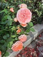 fMw5z-gBnLlmjQZ0vncQDXOaEoJygYV3dDmZag6mJLfMrSiRW2zYO3RgFh3NjRGhquflmp7NkDtnfTztE49volsQ.jpg
