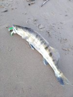 IMG_20261002_055312.jpg