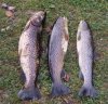 forel 3 2007.jpg