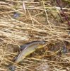 forel 2007.jpg