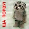 Котик.jpg