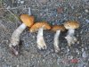 DSC01606.JPG