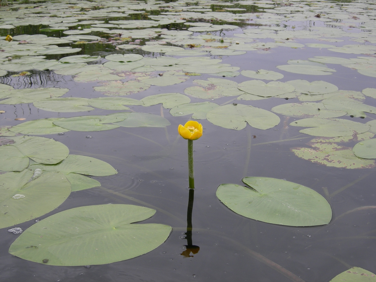 Дельта Днепра 13-09-08