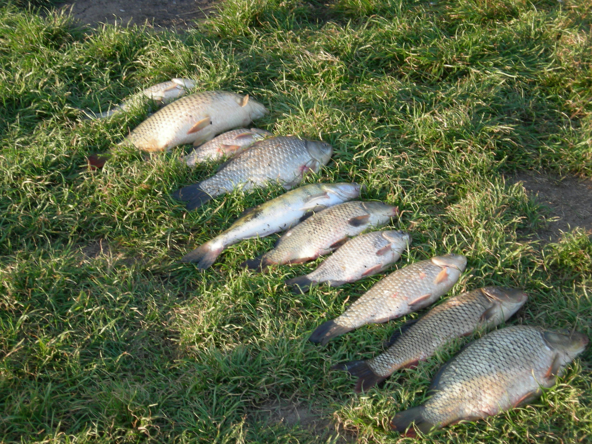 Майские рыбалки на карпа (2008)